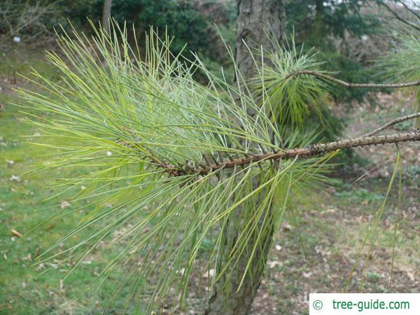 loblolly pine (Pinus taeda) branch