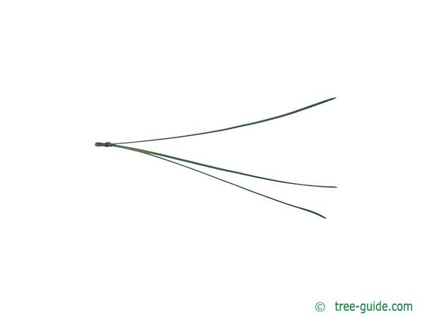loblolly pine (Pinus taeda) needle