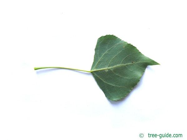 lombardy poplar (Populus nigra 'Italica') leaf underside