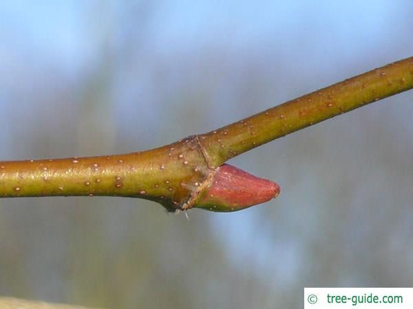 london plane tree (Platanus acerifolia) axial bud