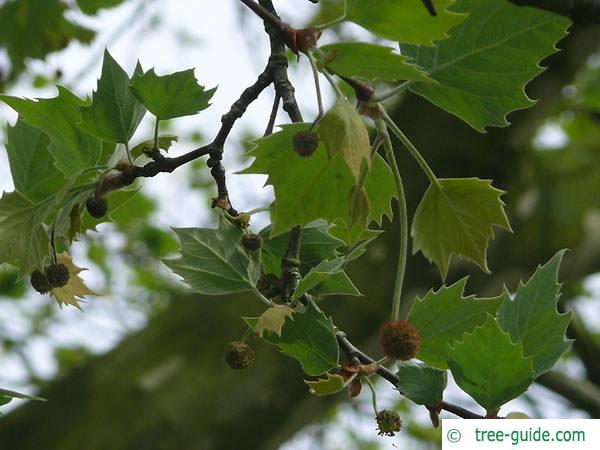 london plane tree (Platanus acerifolia) flowers