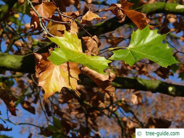 london plane tree (Platanus acerifolia) leaves autumn