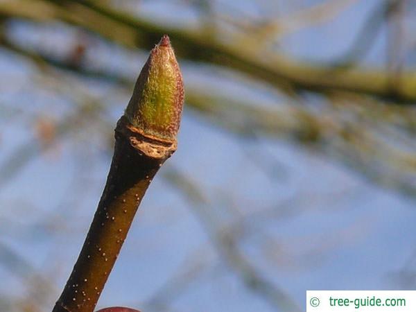 london plane tree (Platanus acerifolia) bud