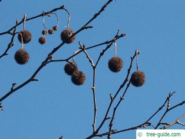 london plane tree (Platanus acerifolia) wintermarks