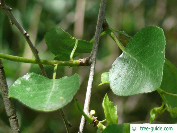 mahaleb cherry (Prunus mahaleb) leaves