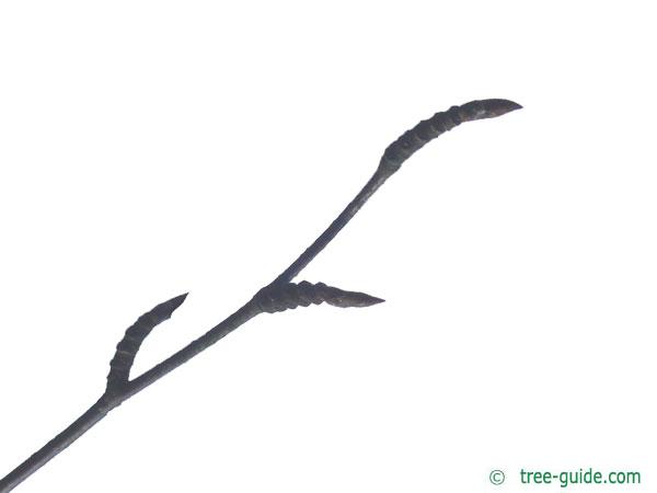 maximowicz birch (Betula maximowicziana) buds