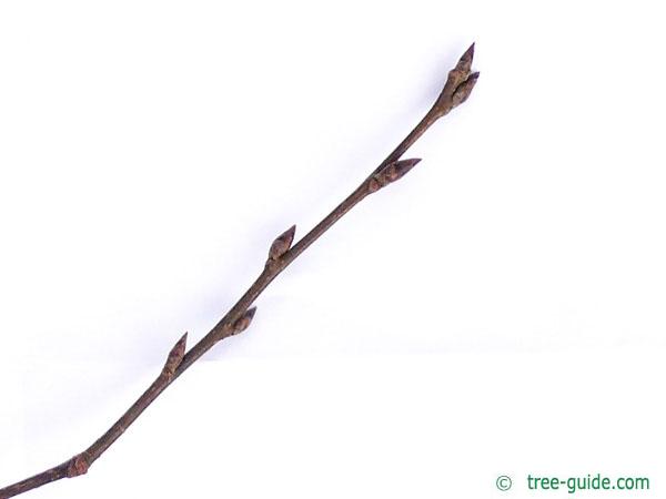 bird cherry (Prunus padus) twig