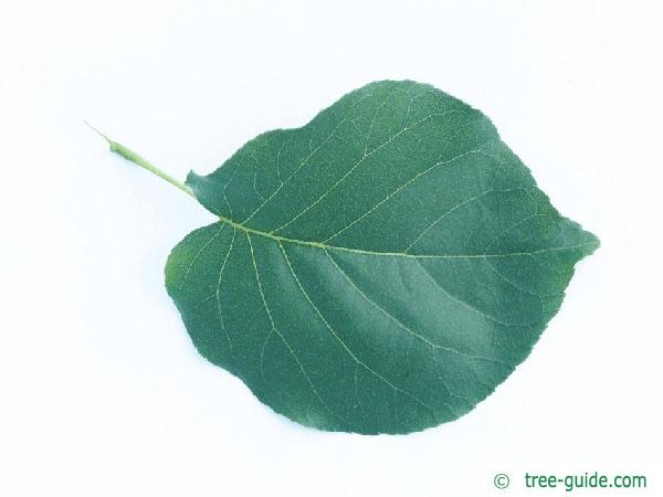 bird cherry (Prunus padus) leaf