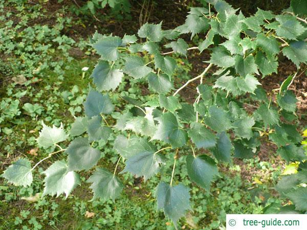 mongolian lime (Tilia mongolica) leaves