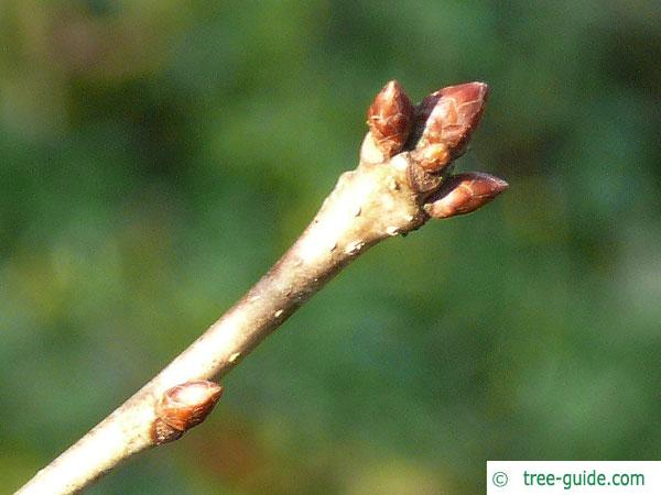 mongolian oak (Quercus mongolica) axial and terminal buds