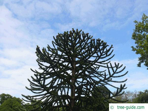 monkey tail tree (Araucaria araucana) tree