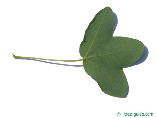 montpellier maple (Acer monspessulanum) leaf underside