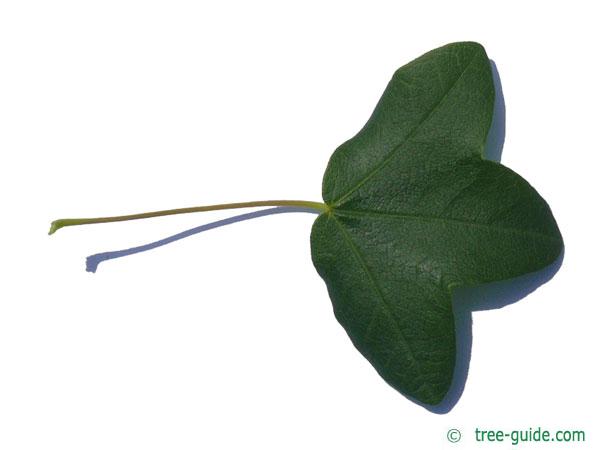 montpellier maple (Acer monspessulanum) leaf