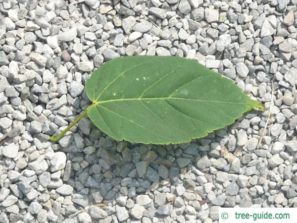 mountain maple (Acer spicatum) leaf
