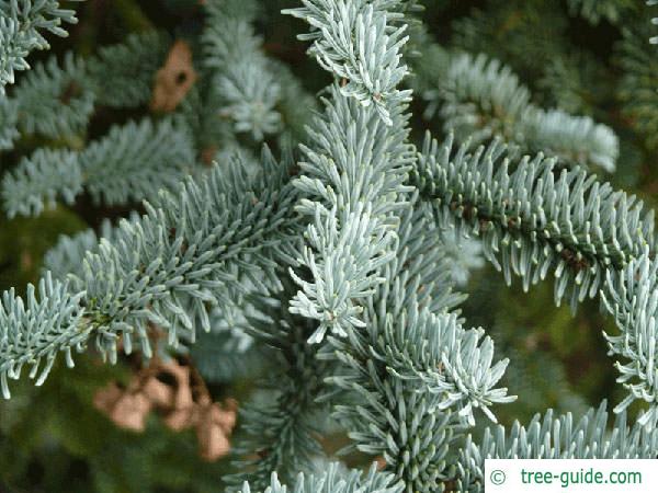 noble fir (Abies procera) branch