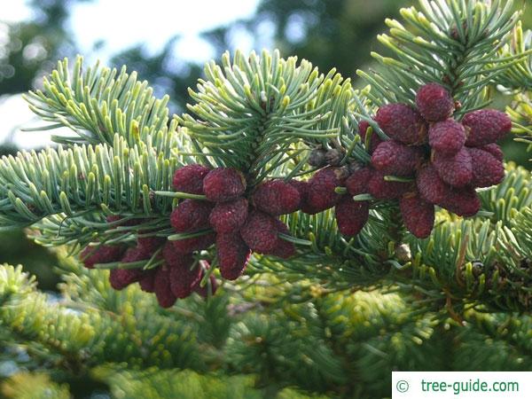 Noble Fir (Abies procera) cones