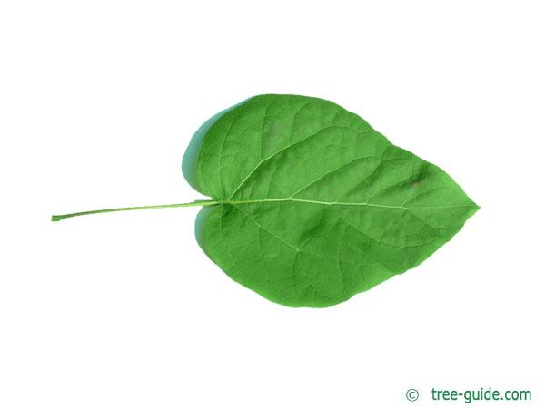 northern catalpa (Catalpa speciosa) leaf