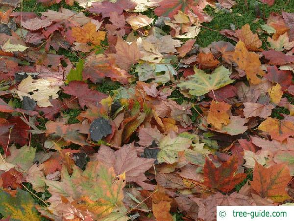 norway maple (Acer platanoides) autumn colors are various