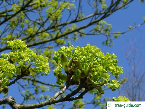 norway maple (Acer platanoides) yellow flowers