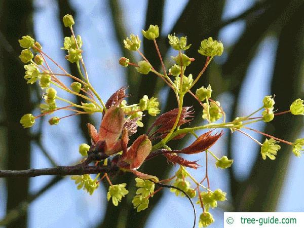 norway maple (Acer platanoides) flower