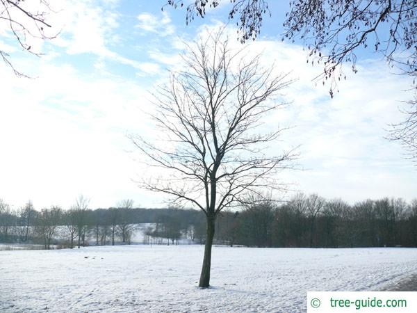 norway maple (Acer platanoides) tree in winter