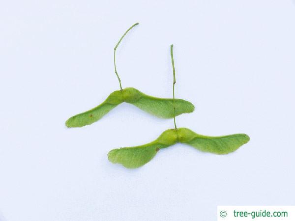 norway maple (Acer platanoides) fruits