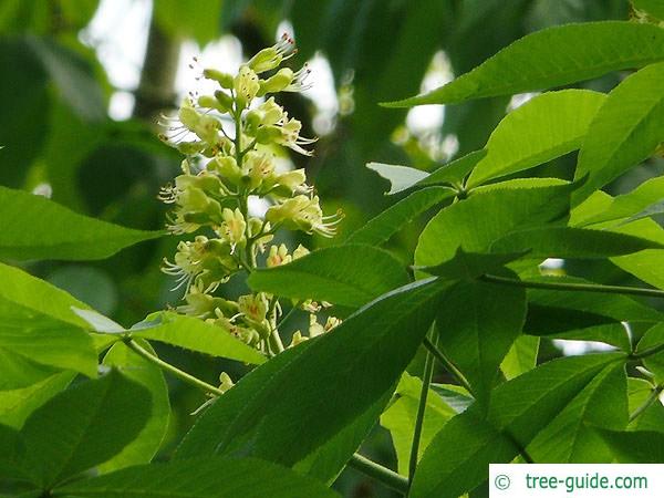 ohio buckeye (Aesculus glabra) flower