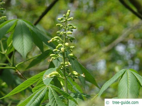 ohio buckeye (Aesculus glabra) flower