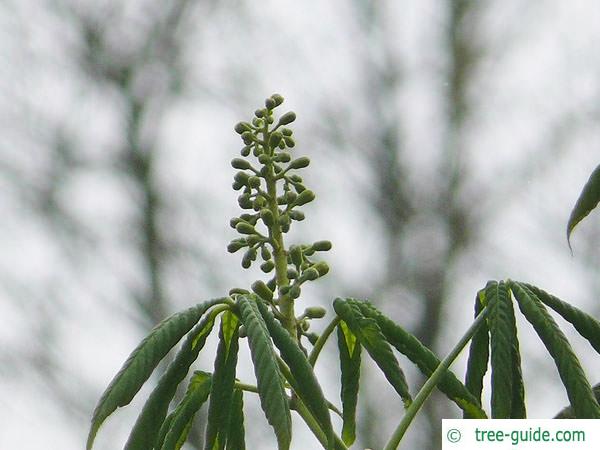 ohio buckeye (Aesculus glabra) flowers bud