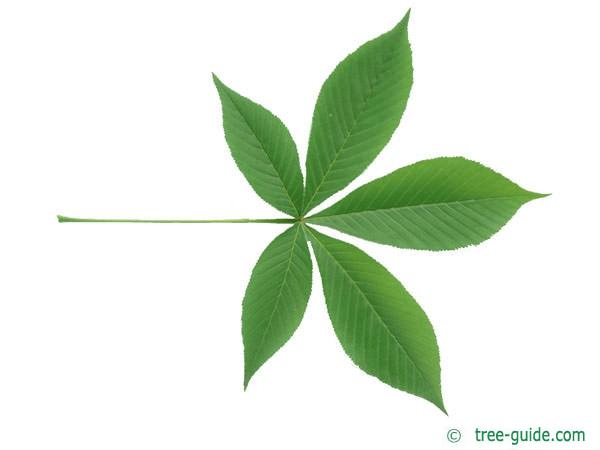 ohio buckeye (Aesculus glabra) leaf