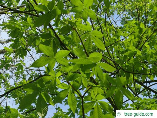 ohio buckeye (Aesculus glabra) leaves