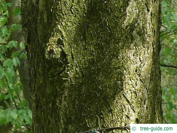 ohio buckeye (Aesculus glabra) trunk /bark