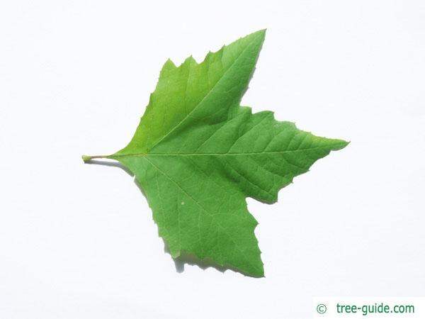 oriental plane tree (Platanus orientalis) leaf