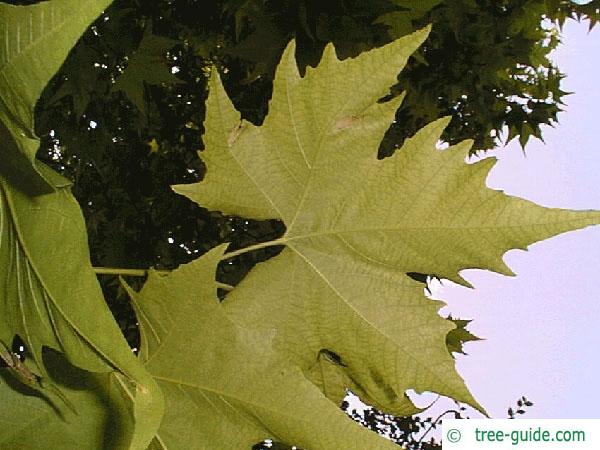 oriental plane tree (Platanus orientalis) leaves