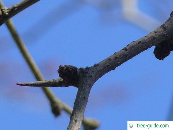 osage orange (Maclura pomifera) thorn