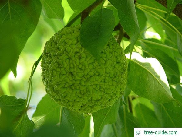 osage orange (Maclura pomifera) fruits