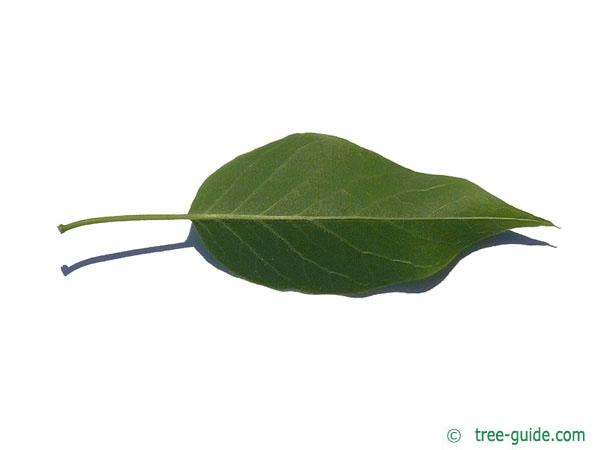 osage orange (Maclura pomifera) leaf underside