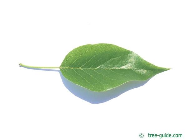 osage orange (Maclura pomifera) leaf