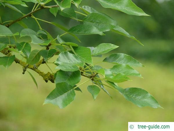 osage orange (Maclura pomifera) leaves