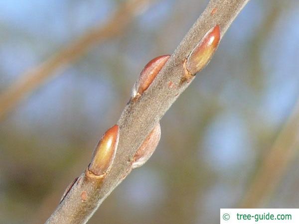 common osier (Salix viminalis) buds