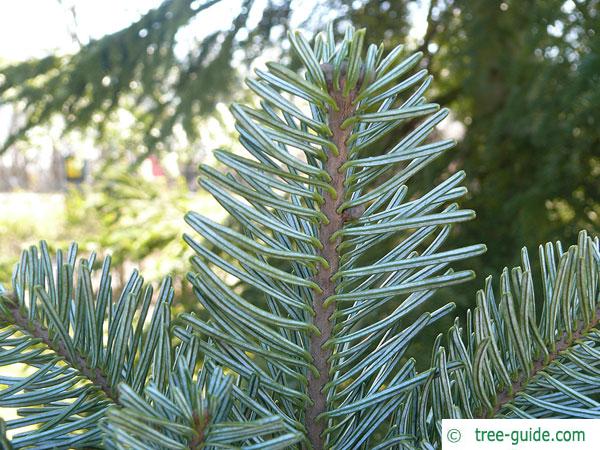 pacific silver fir (Abies amabilis) needles