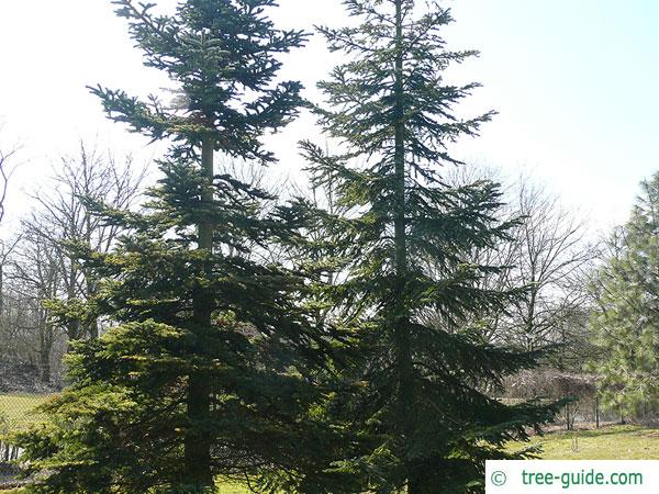 pacific silver fir (Abies amabilis) trees