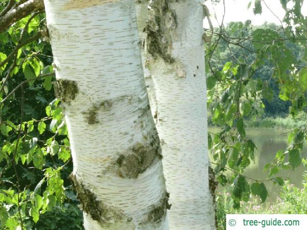 paper birch (Betula papyrifera) trunk / bark