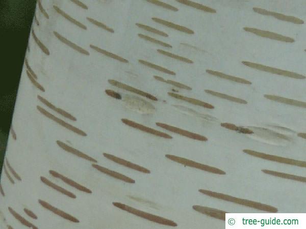 paper birch (Betula papyrifera) trunk / stem