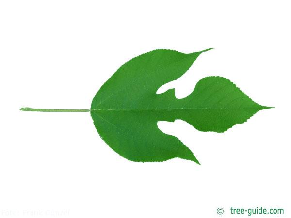 paper mulberry (Broussonetia papyrifera) leaf