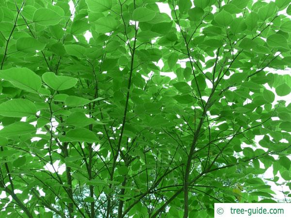 paper mulberry (Broussonetia papyrifera) leaves in summer