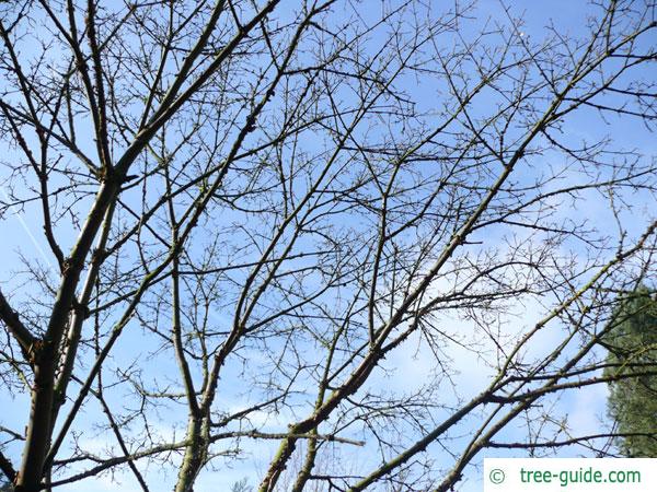 paperbark maple (Acer griseum) tree crown in winter