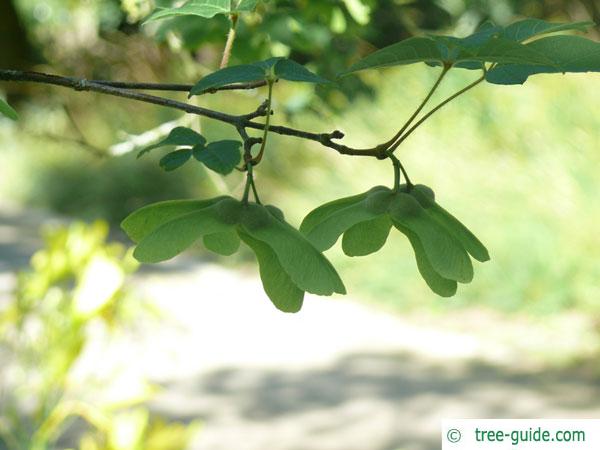 paperbark maple (Acer griseum) fruits