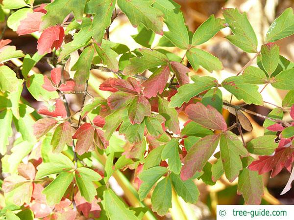 paperbark maple (Acer griseum) leaves in fall