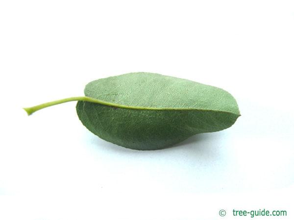 pear (Pyrus communis) underside of pear leaf